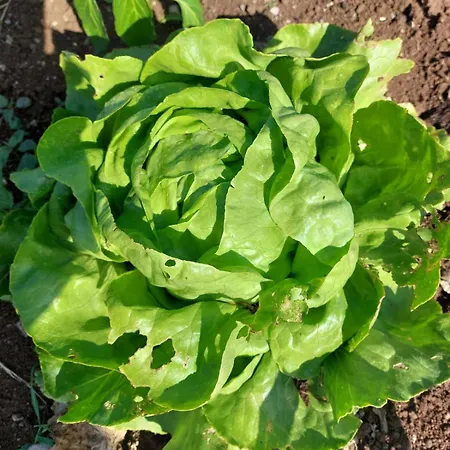 Tiny House Kety Κάμπινγκ Krupa