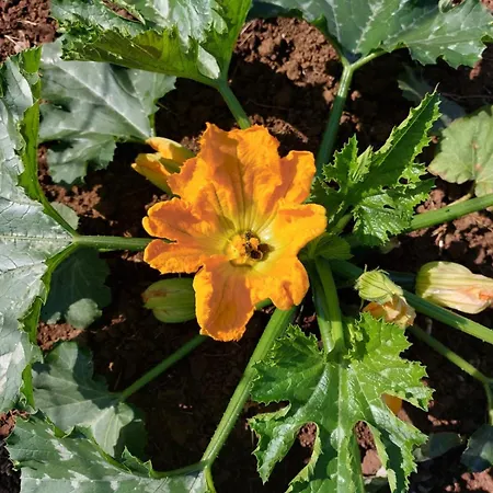 Κάμπινγκ Tiny House Kety *