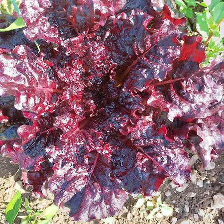 Tiny House Kety Κάμπινγκ