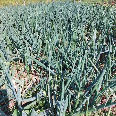 Tiny House Kety Κάμπινγκ