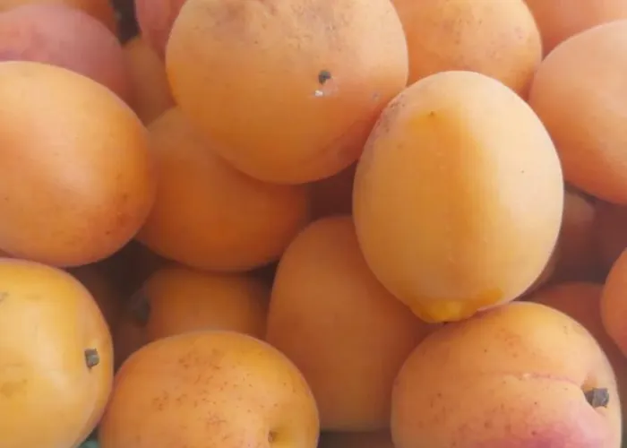 Kemping Tiny House Kety Krupa