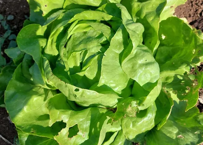 Tiny House Kety Kemping Krupa