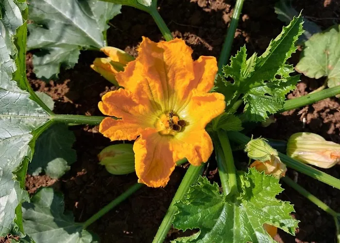 Kemping Tiny House Kety *