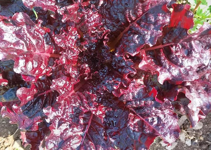 Tiny House Kety Kemping