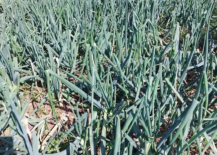 Tiny House Kety Parque de Campismo