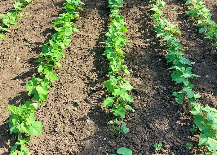 Tiny House Kety Parque de Campismo